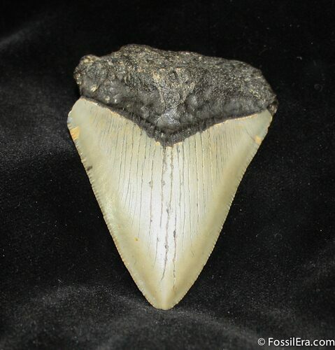 Megalodon Tooth From SC #944